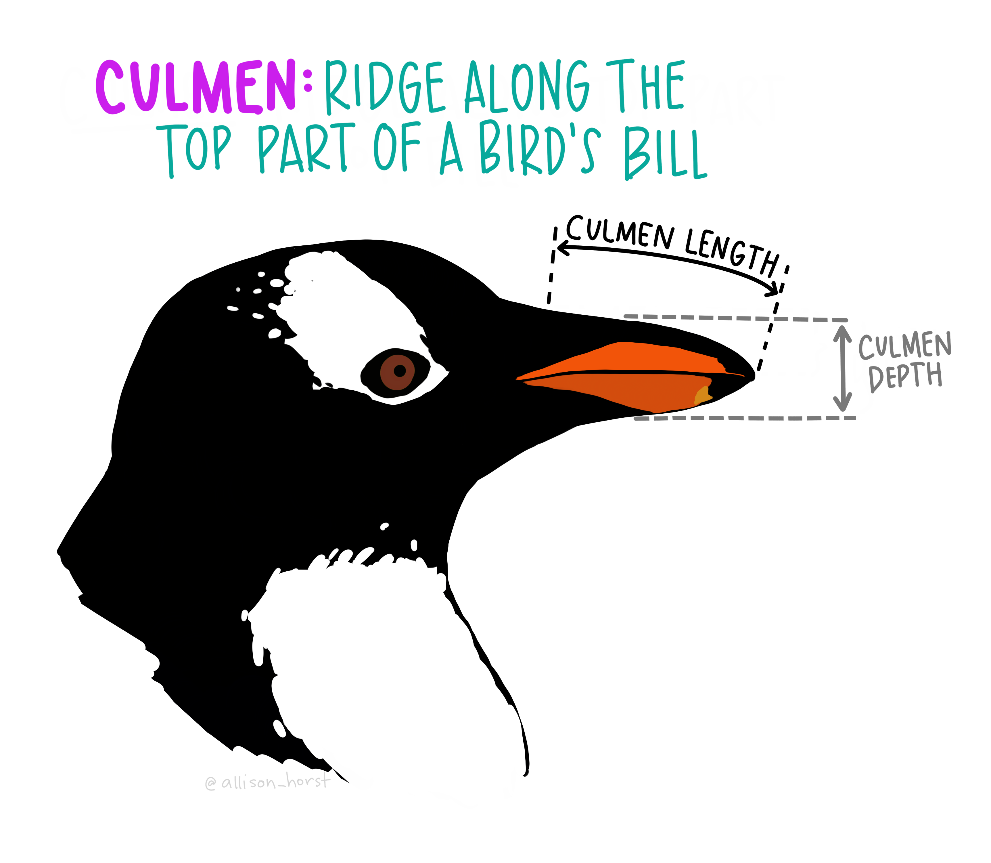 Illustration of a penguin culmen